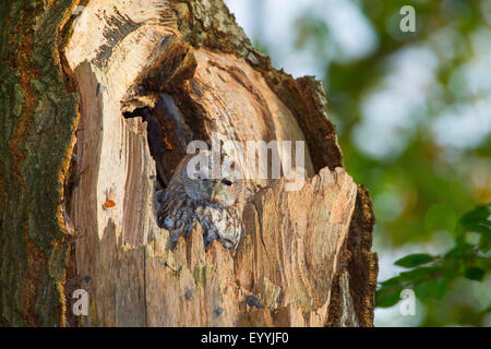 Chouette hulotte eurasien (Strix Aluco enr), se reposant dans un trou d'arbre dans la journée, Allemagne Banque D'Images