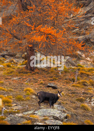 Chamois (Rupicapra rupicapra), chamoison une pente à l'automne, l'Italie, le Parc National Gran Paradiso Banque D'Images