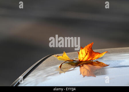 Avion européen, à feuilles d'érable, avion avion à destination de Londres, Londres planetree (Platanus hispanica, Platanus x hybrida, platanus hybrida, Platanus acerifolia), feuille d'un avion posé sur une voiture, Allemagne, Rhénanie du Nord-Westphalie Banque D'Images