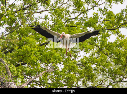 Cigogne Blanche (Ciconia ciconia), la Cigogne blanche à l'atterrissage avec le matériel du nid, l'Autriche, Basse Autriche, Waidhofen/Ybbs Banque D'Images