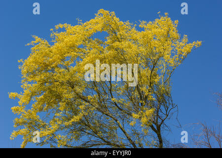 Palo Verde bleu (Parkinsonia florida), blooming, USA, Arizona Sonora, Banque D'Images