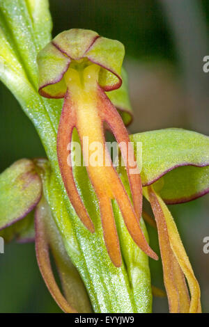 Aceras anthropophorum homme orchid (Orchis anthropophora,), fleurs simples, Allemagne Banque D'Images