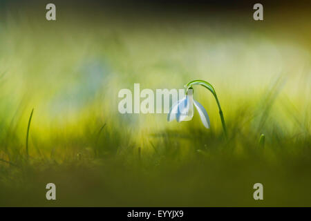 Snowdrop Galanthus nivalis (commune), snowdrop fleur dans la lumière du matin, l'Allemagne, la Saxe Banque D'Images