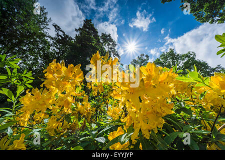 L'azalée (Rhododendron jaune jaune, Rhododendron, Azalea pontica) flavum, blooming Banque D'Images