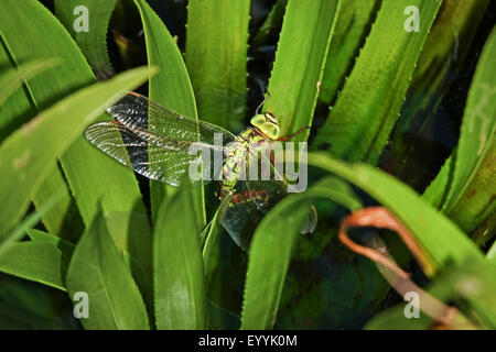 Hawker vert (Aeshna viridis), femelle en ponte sur l'eau soldat , Allemagne Banque D'Images