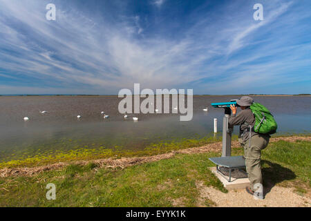 L'observation des oiseaux au lac Lange Lacke, Autriche, Burgenland, Apetlon Banque D'Images