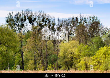 Le gui (Viscum album subsp. album), à la forêt de plaine d guis, Autriche, Basse Autriche, Waidhofen/Ybbs Banque D'Images