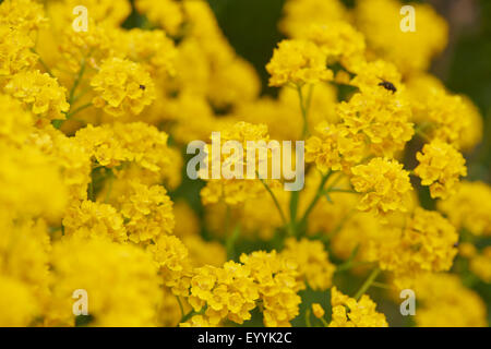 Golden Alyssum, Golden touffe, panier d'or (Alyssum saxatile, Aurinia saxatilis), la floraison, l'Allemagne, la Bavière Banque D'Images