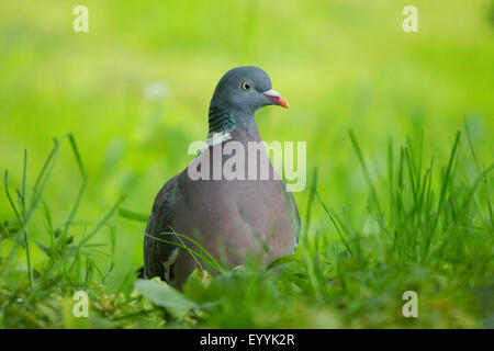 Pigeon ramier (Columba palumbus), pigeon ramier sur herbe, Allemagne Banque D'Images