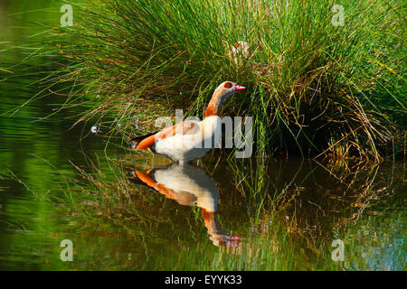 Egyptian goose (Alopochen aegyptiacus), comité permanent de l'oie en eaux peu profondes, près de site de reproduction, Allemagne Banque D'Images