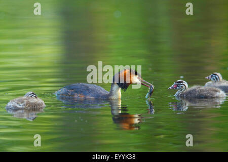 Grèbe huppé (Podiceps cristatus), avec des oiseaux adultes se nourrissent dans le projet de loi de natation avec trois jeunes animaux sur l'eau, de l'Allemagne Banque D'Images