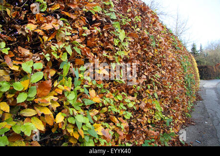 Le hêtre commun (Fagus sylvatica), comme couverture d'automne hêtre encerclant à la rue, Allemagne, Rhénanie du Nord-Westphalie Banque D'Images