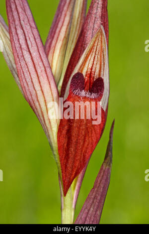 Lèvres longue serapias, charrue-partager Serapias vomeracea serapias (), seule fleur Banque D'Images