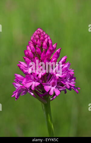 Anacamptis pyramidalis (orchidée pyramidale, Orchis pyramidalis), inflorescence, Allemagne Banque D'Images