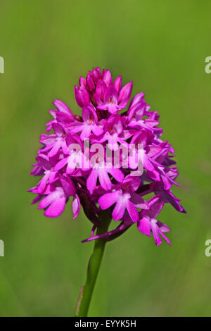 Anacamptis pyramidalis (orchidée pyramidale, Orchis pyramidalis), inflorescence, Allemagne Banque D'Images