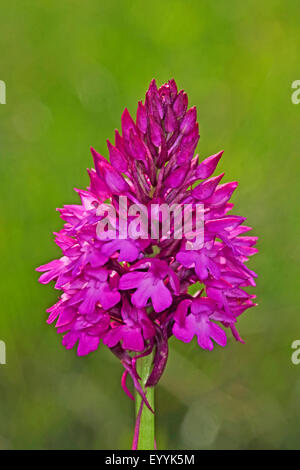 Anacamptis pyramidalis (orchidée pyramidale, Orchis pyramidalis), inflorescence, Allemagne Banque D'Images