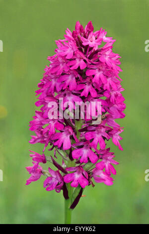 Anacamptis pyramidalis (orchidée pyramidale, Orchis pyramidalis), inflorescence, Allemagne Banque D'Images