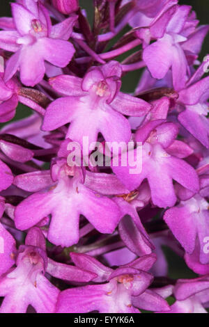 Anacamptis pyramidalis (orchidée pyramidale, Orchis pyramidalis), inflorescence, détail, Allemagne Banque D'Images