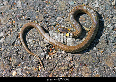 Couleuvre à collier (Natrix natrix), l'enroulement sur asphalte, Allemagne Banque D'Images