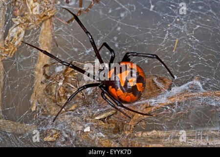 Veuve noire d'Europe, le sud de la Méditerranée, de veuve noire, veuve noire araignée malmignatte, karakurt (Latrodectus tredecimguttatus, Latrodectus lugubris), femme dans un site web Banque D'Images