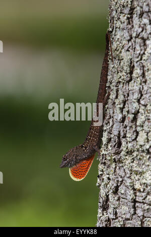 Brown anole anole cubaine, (Anolis sagrei, Norops sagrei), homme d'afficher son fanon, USA, Floride Banque D'Images