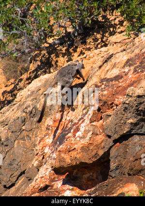 Yellow-footed rock wallaby (Petrogale xanthopus), saute sur un rocher, l'Australie, l'ouest de l'Australie, Cape Range National Park, Gorge Meyers Manx Creek Banque D'Images