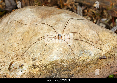 Harvestman, Daddy, Daddy longleg-long-jambe (Amilenus aurantiacus, Leiobunum aurantiacum, Nelima aurantiaca), sur une pierre, Allemagne Banque D'Images