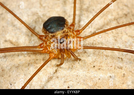 Harvestman, Daddy, Daddy longleg-long-jambe (Amilenus aurantiacus, Leiobunum aurantiacum, Nelima aurantiaca), corps, Allemagne Banque D'Images