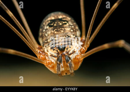 Harvestman, Daddy, Daddy longleg-long-jambe (Amilenus aurantiacus, Leiobunum aurantiacum, Nelima aurantiaca), corps, Allemagne Banque D'Images