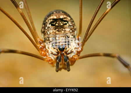 Harvestman, Daddy, Daddy longleg-long-jambe (Amilenus aurantiacus, Leiobunum aurantiacum, Nelima aurantiaca), corps, Allemagne Banque D'Images