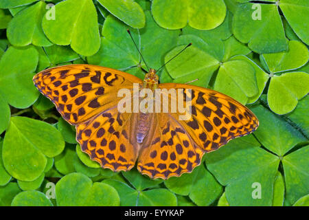 Silver-lavé fritillary (Argynnis paphia), Femme, Allemagne Banque D'Images