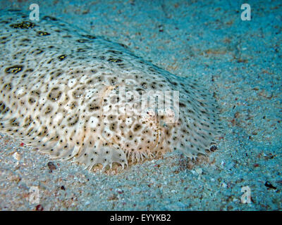 Mer Rouge Moïse seul (Pardachirus marmoratus), sur la terre, l'Égypte, Mer Rouge, Safaga Banque D'Images