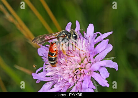 Scabious abeille Andrena hattorfiana (exploitation minière), sur une fleur scabious, Allemagne Banque D'Images