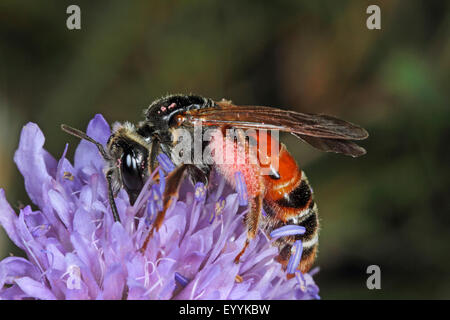 Scabious abeille Andrena hattorfiana (exploitation minière), sur une fleur scabious, Allemagne Banque D'Images