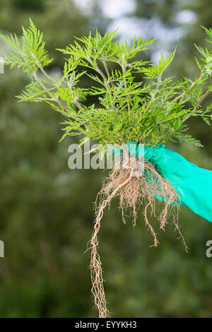 L'herbe à poux annuel, petite herbe à poux, herbe amère, herbe-porc, absinthe romaine (Ambrosia artemisiifolia), l'ambroisie annuelle unique tenant de sa main gantée, Allemagne Banque D'Images