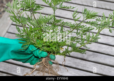 L'herbe à poux annuel, petite herbe à poux, herbe amère, herbe-porc, absinthe romaine (Ambrosia artemisiifolia), l'ambroisie annuelle unique tenant de sa main gantée, Allemagne Banque D'Images