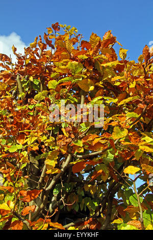 Le hêtre commun (Fagus sylvatica), Hêtre haie avec les feuilles d'automne, en Allemagne, en Rhénanie du Nord-Westphalie Banque D'Images