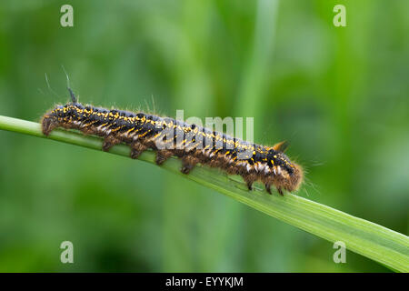 Le Buveur (Philudoria Euthrix potatoria, potatoria), rampant sur une lance, Allemagne Banque D'Images