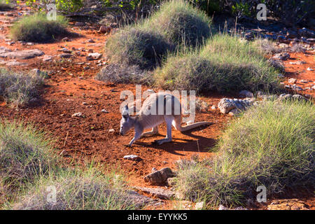 Wodonga, commun, euro, wallaroo hill kangourou (Macropus robustus), sur l'alimentation, de l'Australie, de l'ouest de l'Australie, Cape Range National Park, Gorge Meyers Manx Creek Banque D'Images