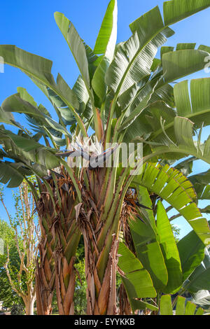 Oiseau de paradis (Strelitzia nicolai), la floraison, USA, Floride, Kissimmee Banque D'Images