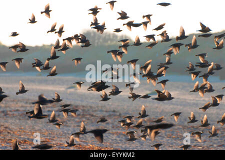 Étourneau sansonnet (Sturnus vulgaris), troupeau, en contre-jour, l'Allemagne, Schleswig-Holstein, Helgoland Banque D'Images