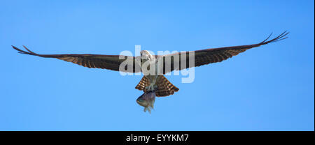 Osprey, le poisson hawk (Pandion haliaetus), battant avec pris le tilapia, USA, Floride, Kissimmee Banque D'Images