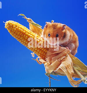 Hamster doré (Mesocricetus auratus), hamster doré grimper sur un épi de maïs Banque D'Images