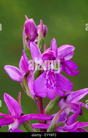 Bog orchid (Orchis palustris, Anacamptis palustris), l'inflorescence, détail, Allemagne Banque D'Images