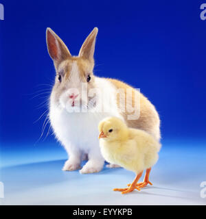 Lapin nain (Oryctolagus cuniculus f. domestica), lapin nain avec chick Banque D'Images