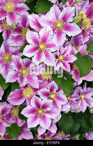 Clématites, de vierges-bower Clematis (spec.), fleurs Banque D'Images