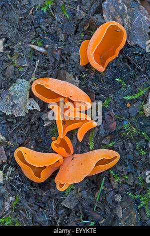 Orange Peel champignon (Aleuria aurantia), plusieurs organes de fructification sur le sol forestier, Allemagne Banque D'Images