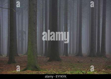 L'épinette de Norvège (Picea abies), forêt de sapins dans le brouillard, l'Allemagne, la Saxe, montagnes Erz Banque D'Images