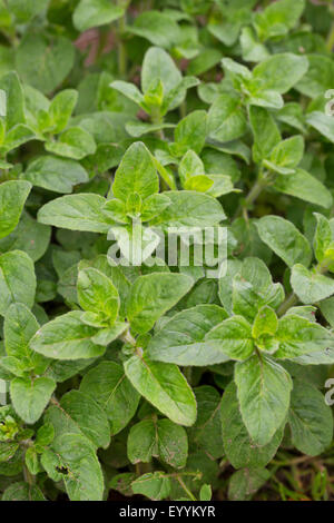 Origan sauvage sauvage, la marjolaine (Origanum vulgare), laisse peu de temps avant la floraison, Allemagne Banque D'Images