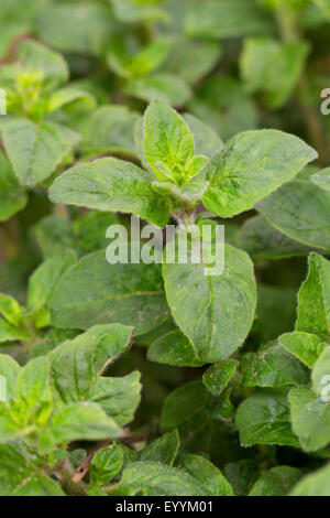 Origan sauvage sauvage, la marjolaine (Origanum vulgare), laisse peu de temps avant la floraison, Allemagne Banque D'Images